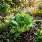 'All Year Round' Chinese Cabbage Seeds - 1,000 Seeds
