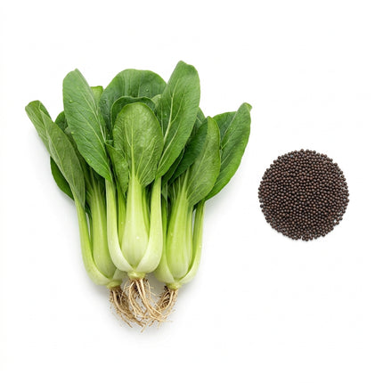 1000 'All Year Round' Chinese Cabbage Seeds - HEIRLOOM QUALITY Shanghai Bok Choy - Perfect for Every Season