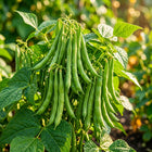 Bush Bean Seeds - 50 Seeds
