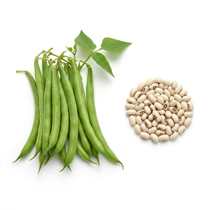 50 Bush Bean Seeds - HEIRLOOM QUALITY - High Yielding Snap Beans for Home Vegetable Gardens