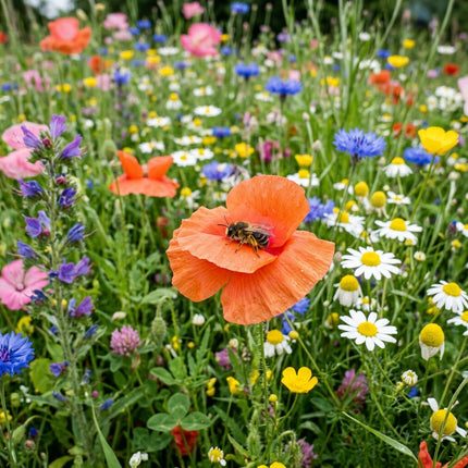 300 Annual Fast Blooming Wildflower Mix Seeds - Premium Bulk Seed Blend for Easy Outdoor Garden Landscapes