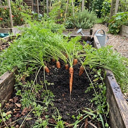 300 Imperator Carrot Seeds - Long Slender Orange Vegetable Seeds
