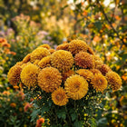 Premium Pompon Chrysanthemum Seeds - 50 Seeds
