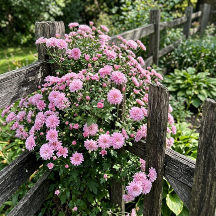 50 Premium Pink Chrysanthemum Seeds - Beautiful Garden Flowers for Planting