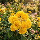 Premium Yellow Rose Seeds - 50 Seeds