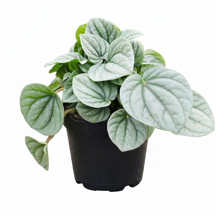 Live Peperomia Frost Plant in 4" Nursery Pot - Striking Silver Ripple Leaves