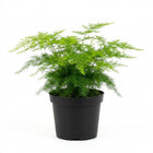 Live Asparagus Fern Plant in 4