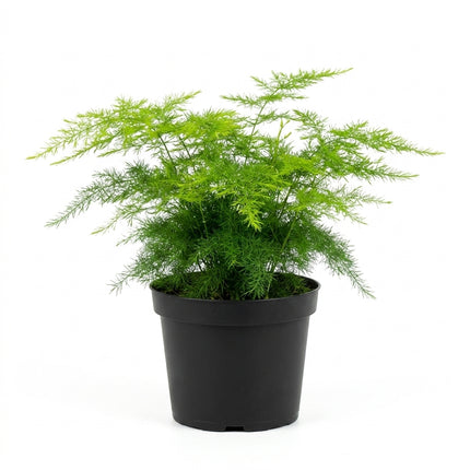 Live Asparagus Fern Plant in 4" Nursery Pot - Delicate Airy Green Foliage