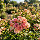 Premium Miniature Rose Seeds - 50 Seeds