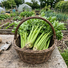 Tall Utah Celery Seeds - 3,000 Seeds