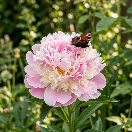 50 Romantic Pink White Mixed Peony Seeds for Planting - Premium Heirloom Romantic Pink White Mixed Peony Seeds for Elegant Home Garden Blooms