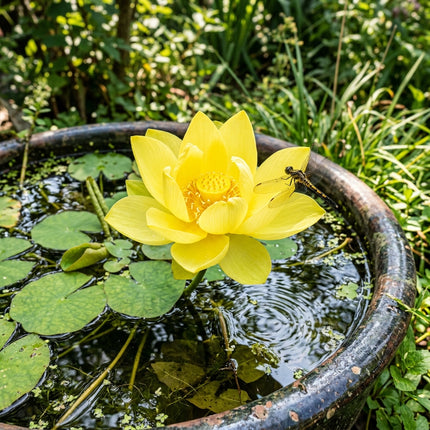 10 Bright Yellow Bowl Lotus Seeds for Planting - Premium Indoor Aquatic Micro Lotus Seeds for Water Bowls and Ponds