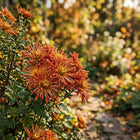 Premium Spider Chrysanthemum Seeds - 50 Seeds