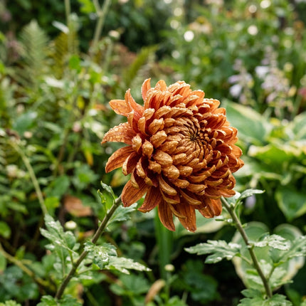 50 Premium Bronze Chrysanthemum Seeds - Beautiful Garden Flowers for Planting