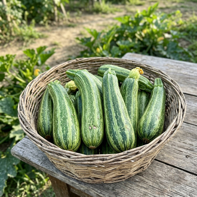 Cocozelle Zucchini Seeds - 30 Seeds