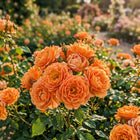 Premium Sunset Orange Rose Seeds - 50 Seeds