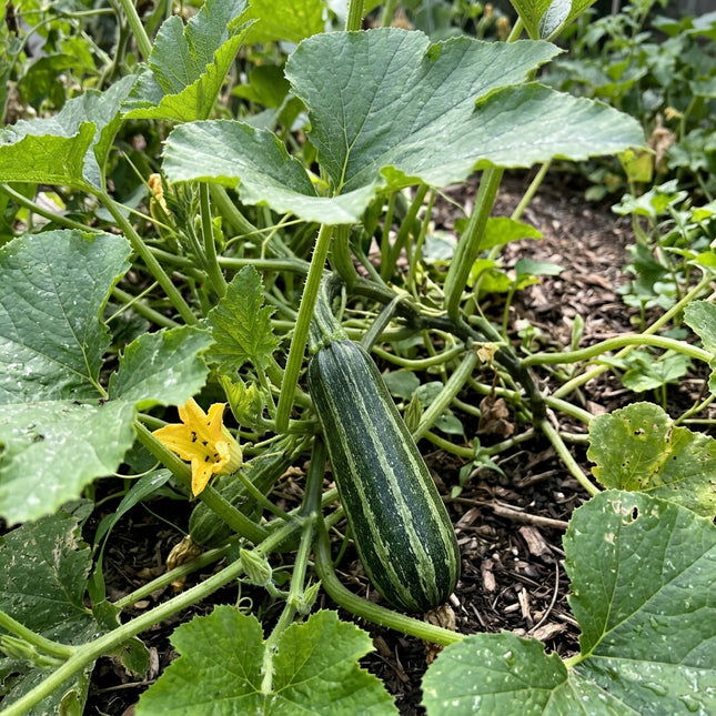 Cocozelle Zucchini Seeds - 30 Seeds