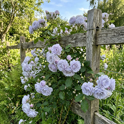 50 Premium Blue Moon Rose Seeds - Beautiful Garden Flowers for Planting
