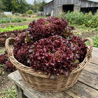Lollo Rosso Lettuce Seeds - 2,000 Seeds