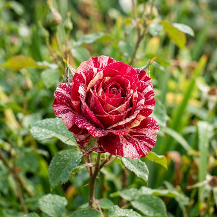 50 Premium Red White Gradient Rose Seeds - Beautiful Garden Flowers for Planting