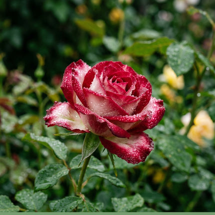 50 Premium Bicolor Rose Seeds - Beautiful Garden Flowers for Planting