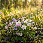 Woodland Shade Wildflower Mix - 300 Seeds
