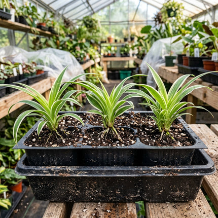 3 Live Variegated Spider Plant Cuttings - Rooted Houseplant Starter Plant for Indoor Home Decor and Air Purification