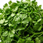Cilantro Coriander Seeds - 1,000 Seeds