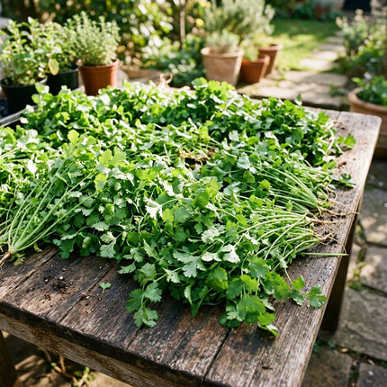 1000 Cilantro Coriander Seeds - Heirloom Herb Seeds for Planting - Grow Fresh, Flavorful Leaves and Aromatic Seeds for Global Cuisine