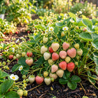 Cream Strawberry Seeds - 200 Seeds
