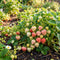 Strawberry Seeds