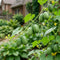 Cucamelon Seeds