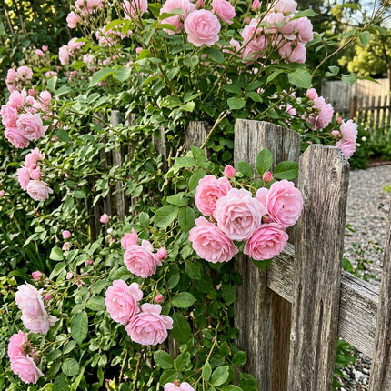 50 Premium Pink Rose Seeds - Beautiful Garden Flowers for Planting