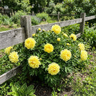 Yellow Peony Seeds - 50 Seeds