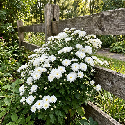 50 Premium White Chrysanthemum Seeds - Beautiful Garden Flowers for Planting