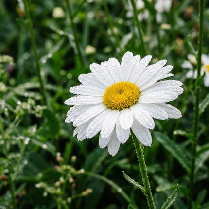 50 Premium Daisy Chrysanthemum Seeds - Beautiful Garden Flowers for Planting