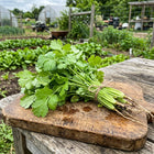 Leisure Cilantro Seeds - 1,000 Seeds