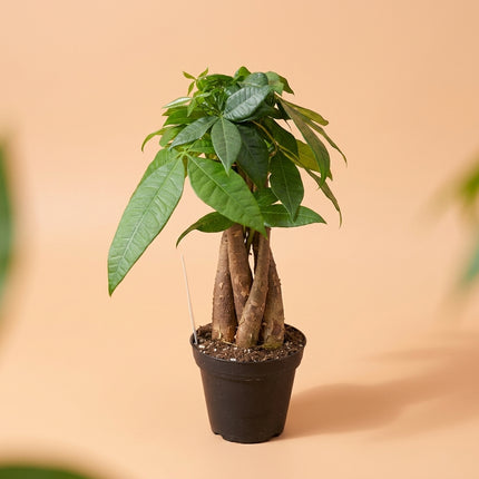 Live Money Tree Plant in 4" Nursery Pot - Pachira Aquatica Braided Bonsai for Wealth & Good Luck