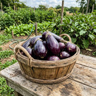 Black Beauty Eggplant Seeds - 320 Seeds