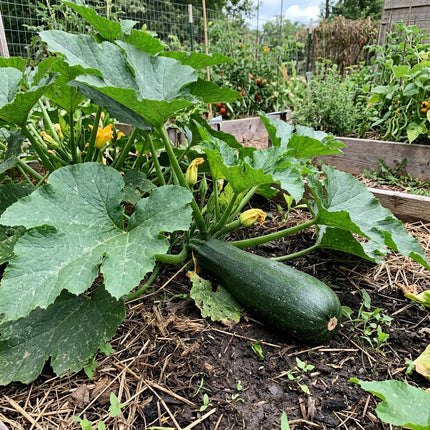 30 Black Beauty Zucchini Seeds - Dark Green Heirloom Summer Squash Seeds