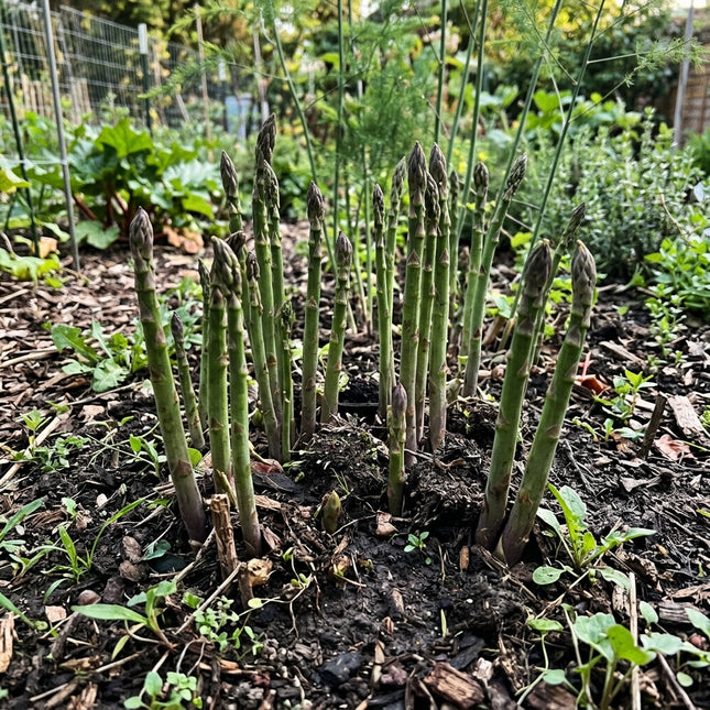 Jersey Giant Asparagus Seeds - 110 Seeds