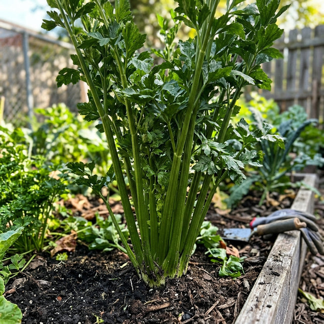 Tall Utah Celery Seeds - 3,000 Seeds