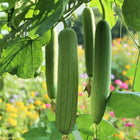 Luffa Chubby Pier Gourd Seeds - 30 Seeds