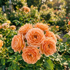 Premium Peach Rose Seeds - 50 Seeds