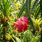 Dragon Fruit Seeds - 50 Seeds