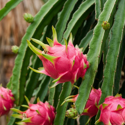 50 Dragon Fruit Seeds for Planting - Variety for Home Gardening