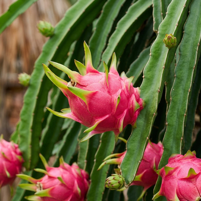 50 Dragon Fruit Seeds for Planting - Variety for Home Gardening