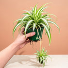 Live Spider Plant in 4