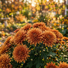 Premium Bronze Chrysanthemum Seeds - 50 Seeds