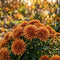Chrysanthemum Seeds